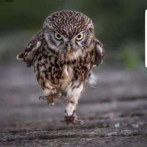 Meet your Posher, Drizzo